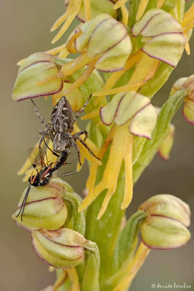 Orchis anthropophora