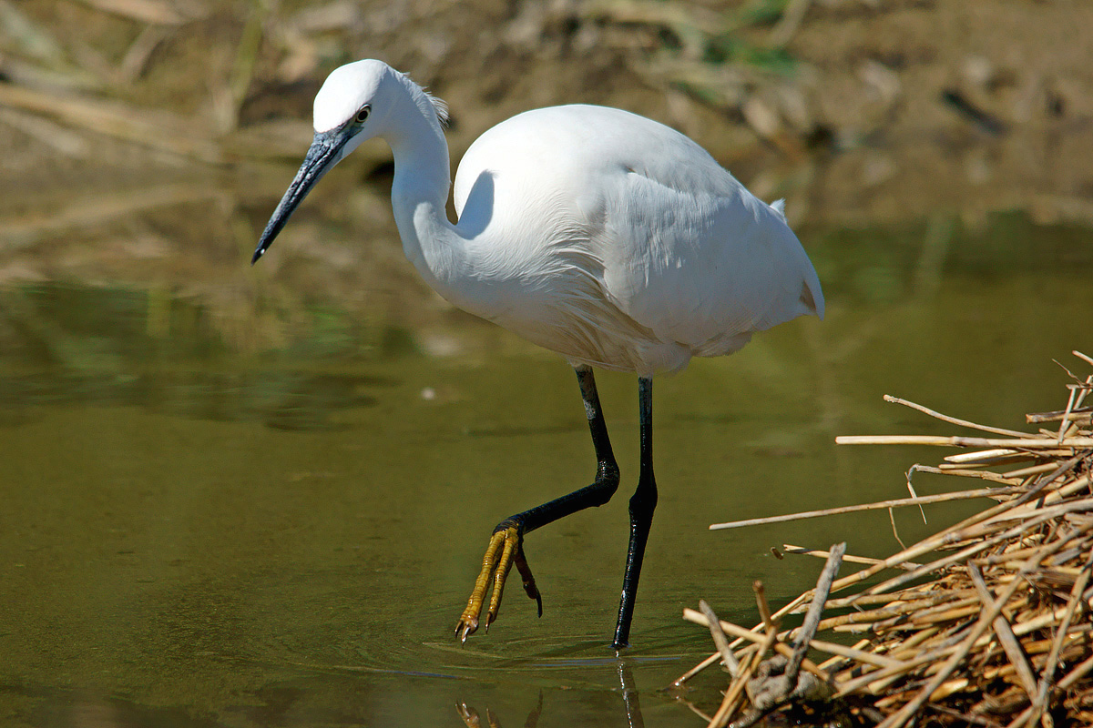 Pleasure egret!