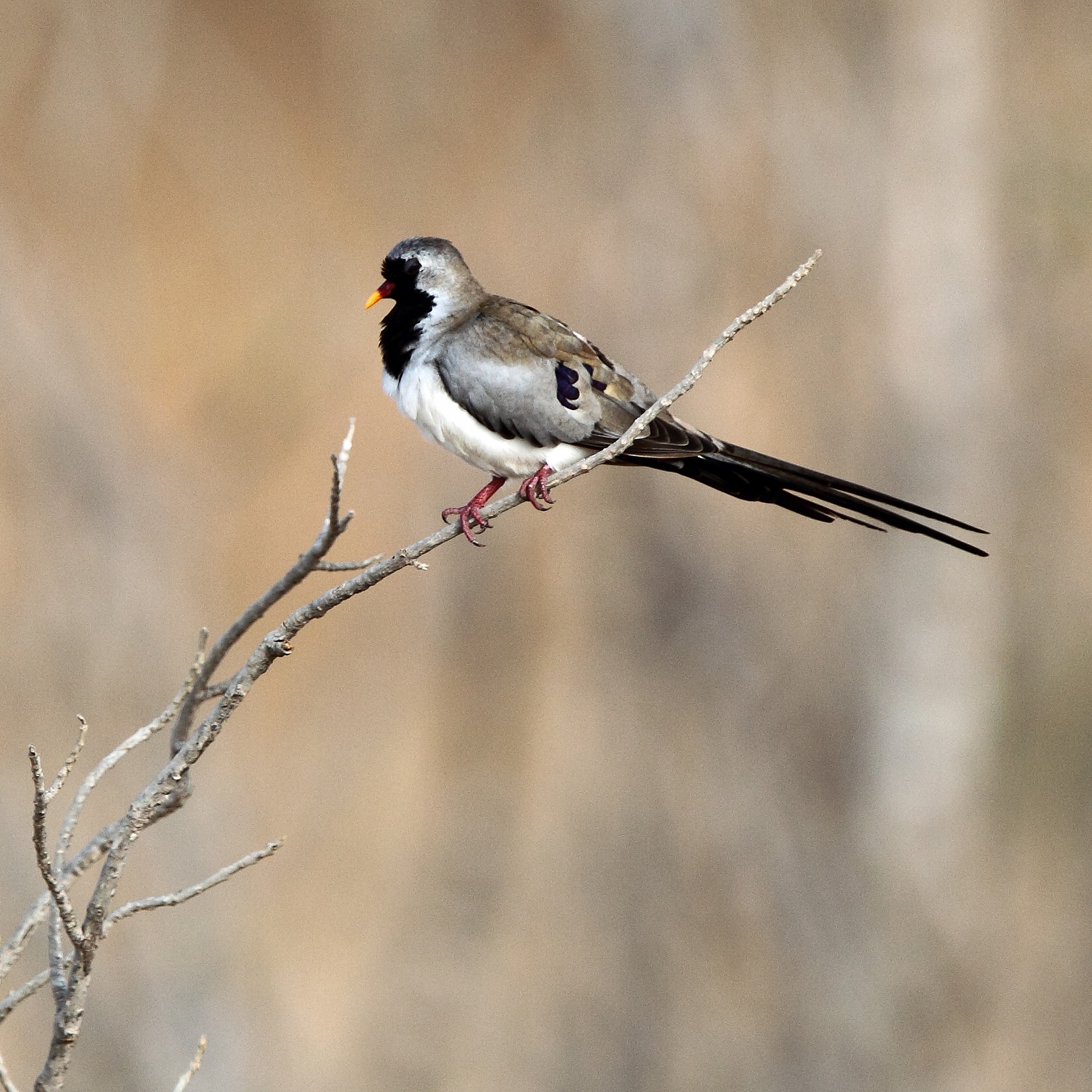 Oena capensis (Tortora maschera di ferro)
