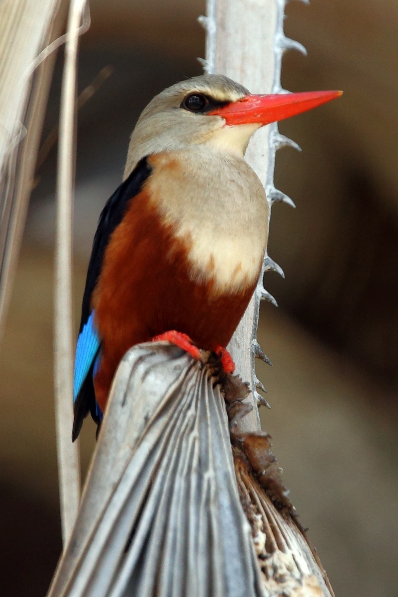 Halcyon leucocephala (martino testagrigia)