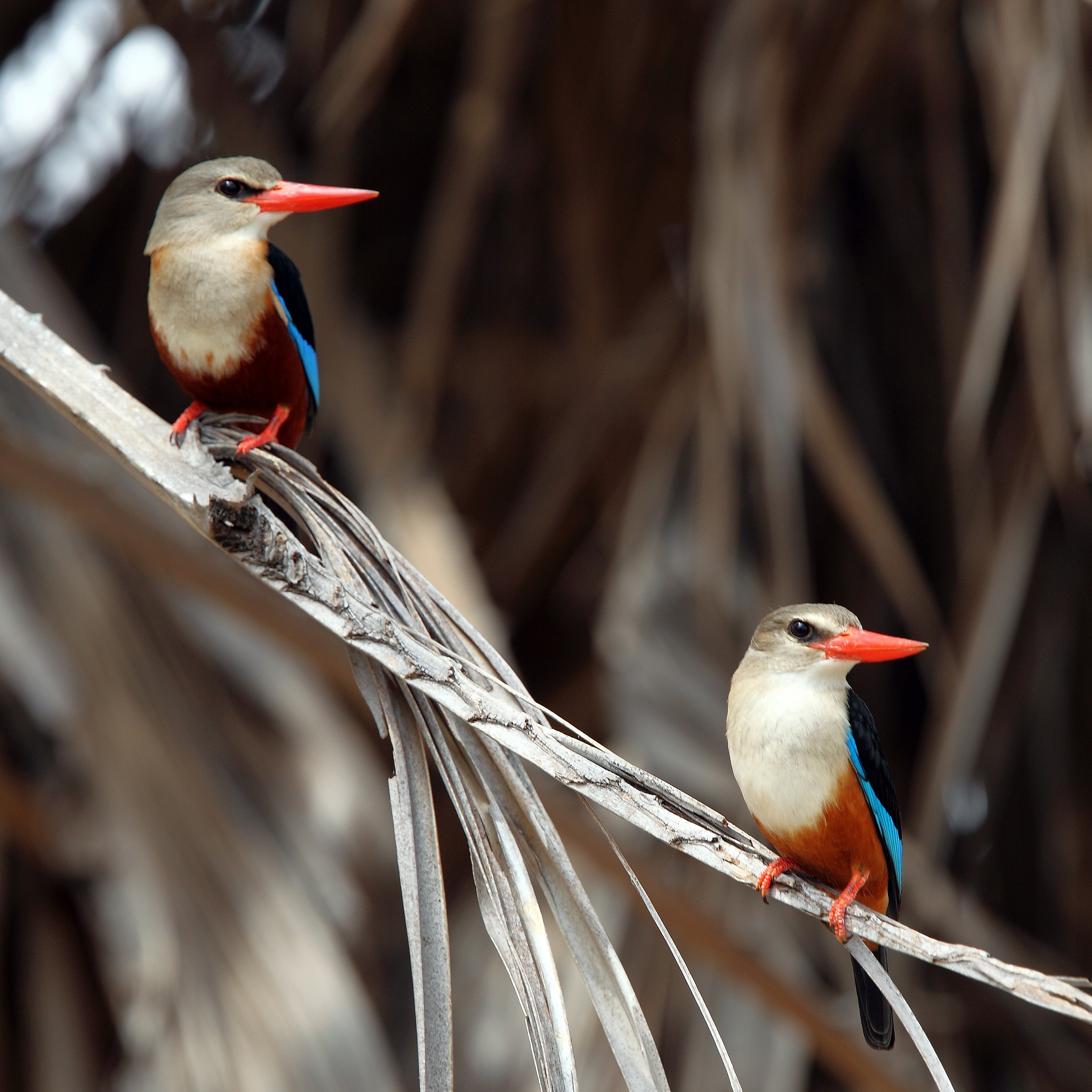 Halcyon leucocephala (martino testagrigia)