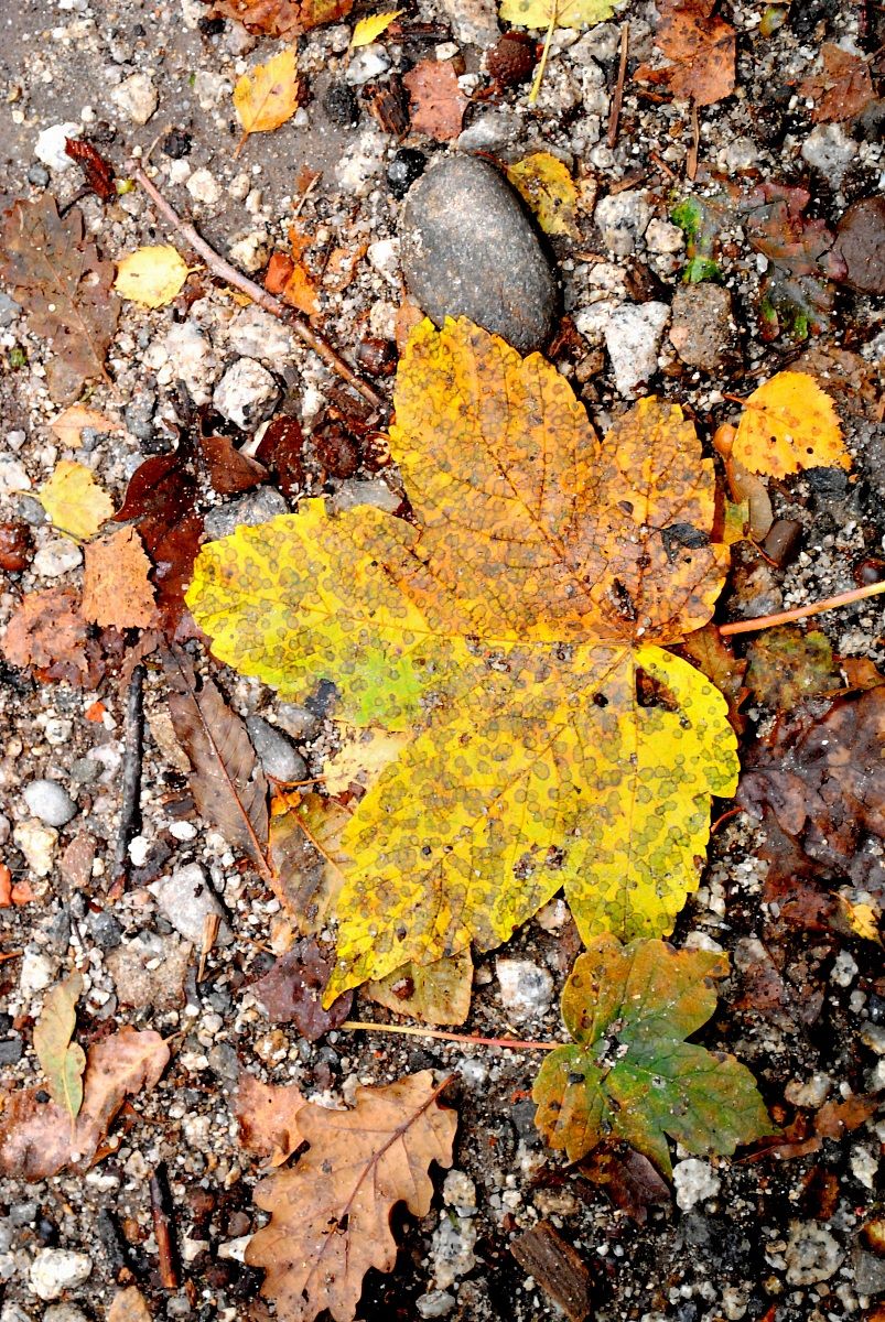 I colori dell'autunno