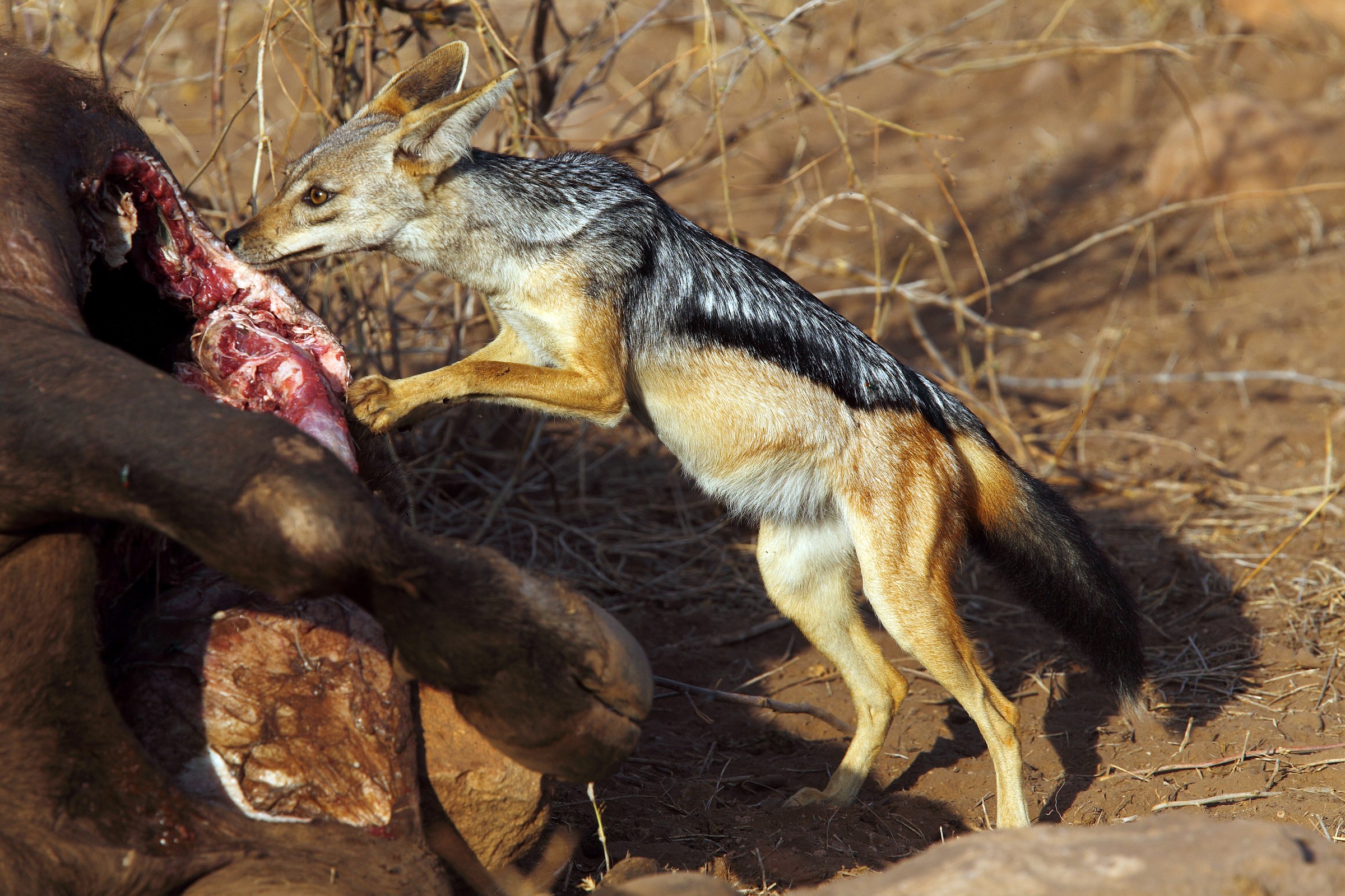 Sciacallo dalla gualdrappa davanti ad abbondante pasto