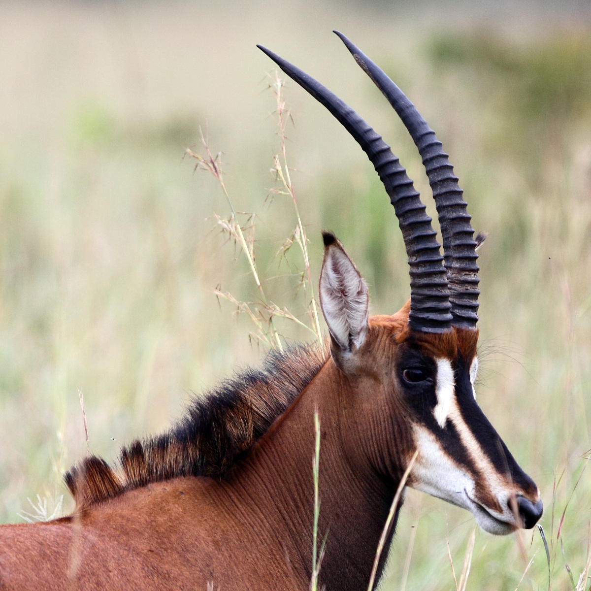 Antilope nera delle sabbie
