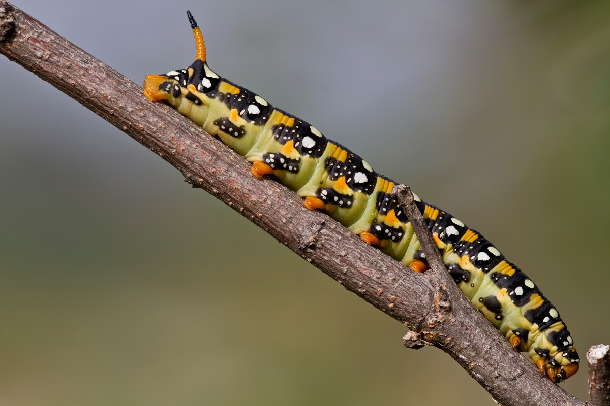 Caterpillar