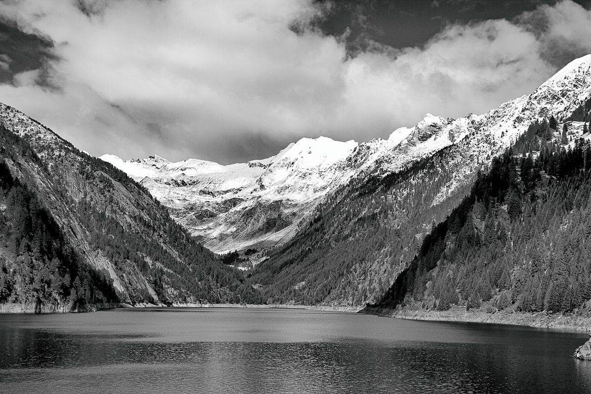 dam elder white black