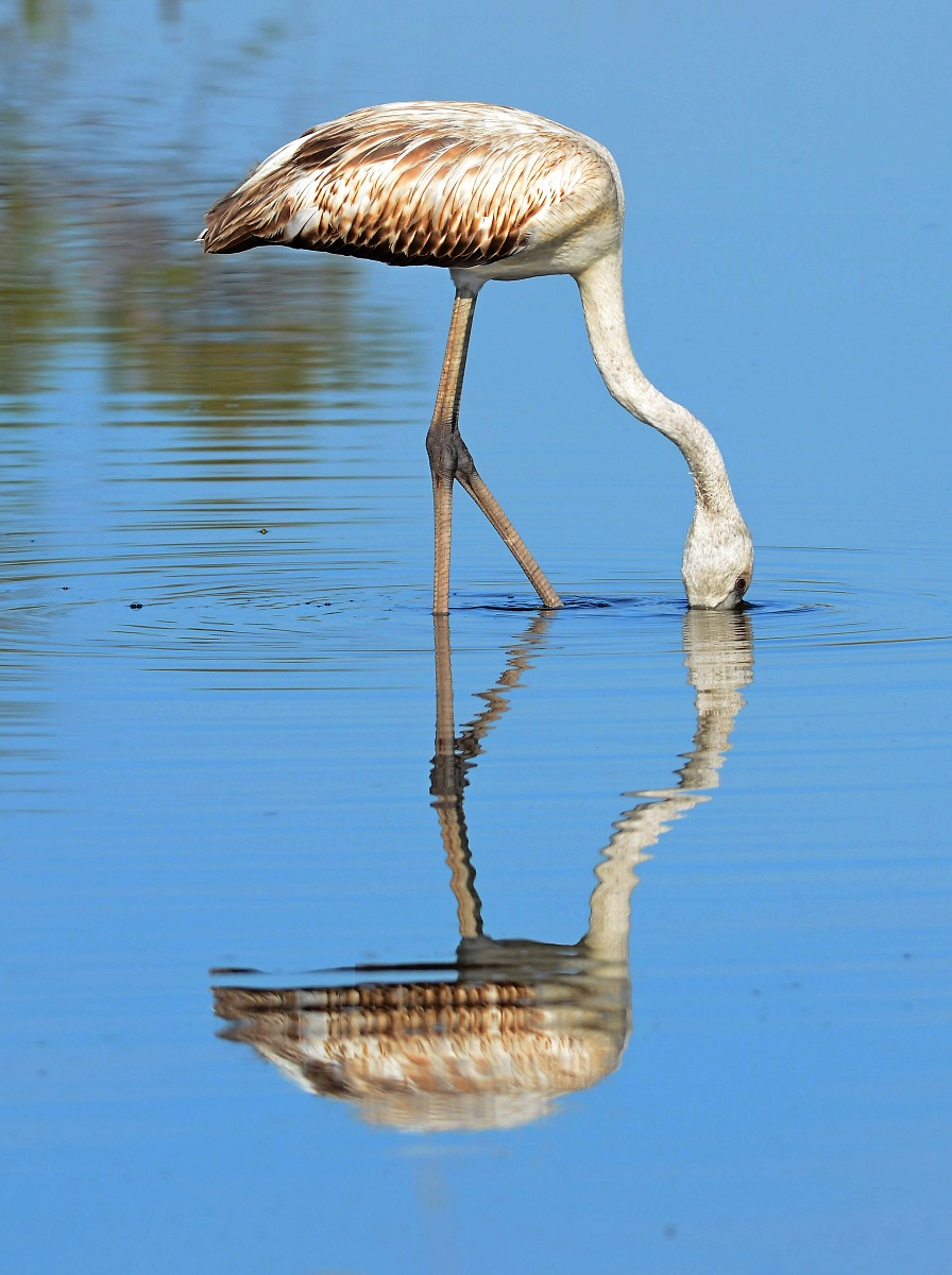 Magnificent symmetries