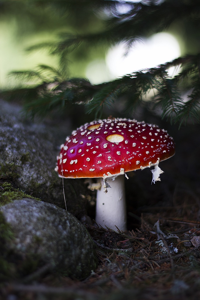 Amanita muscaria
