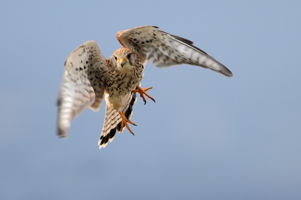 Kestrel
