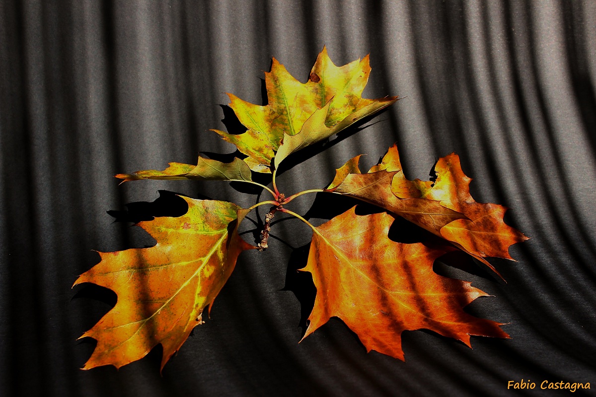 I colori dell'Autunno