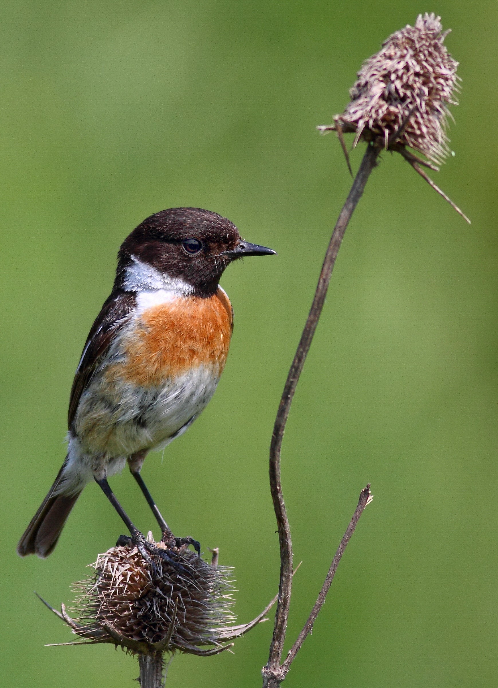 Stonechat comune - Saxicola torquatus