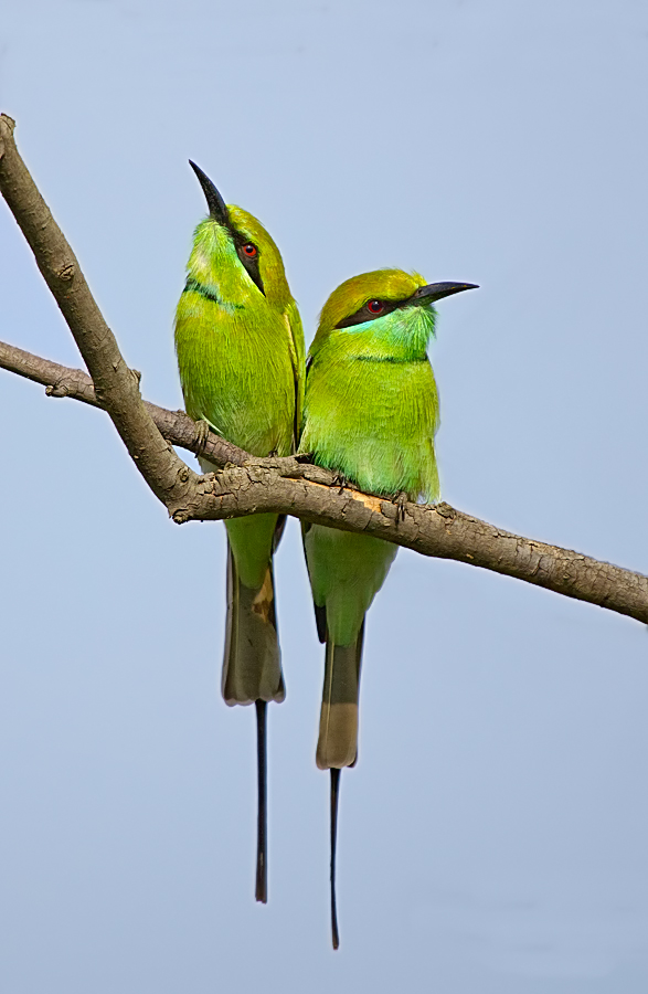 Green Bee-eater pair.