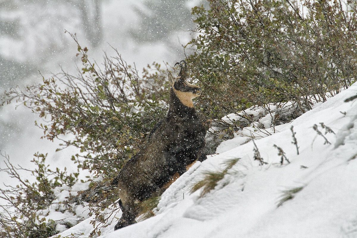 pns suede upper Valcamonica