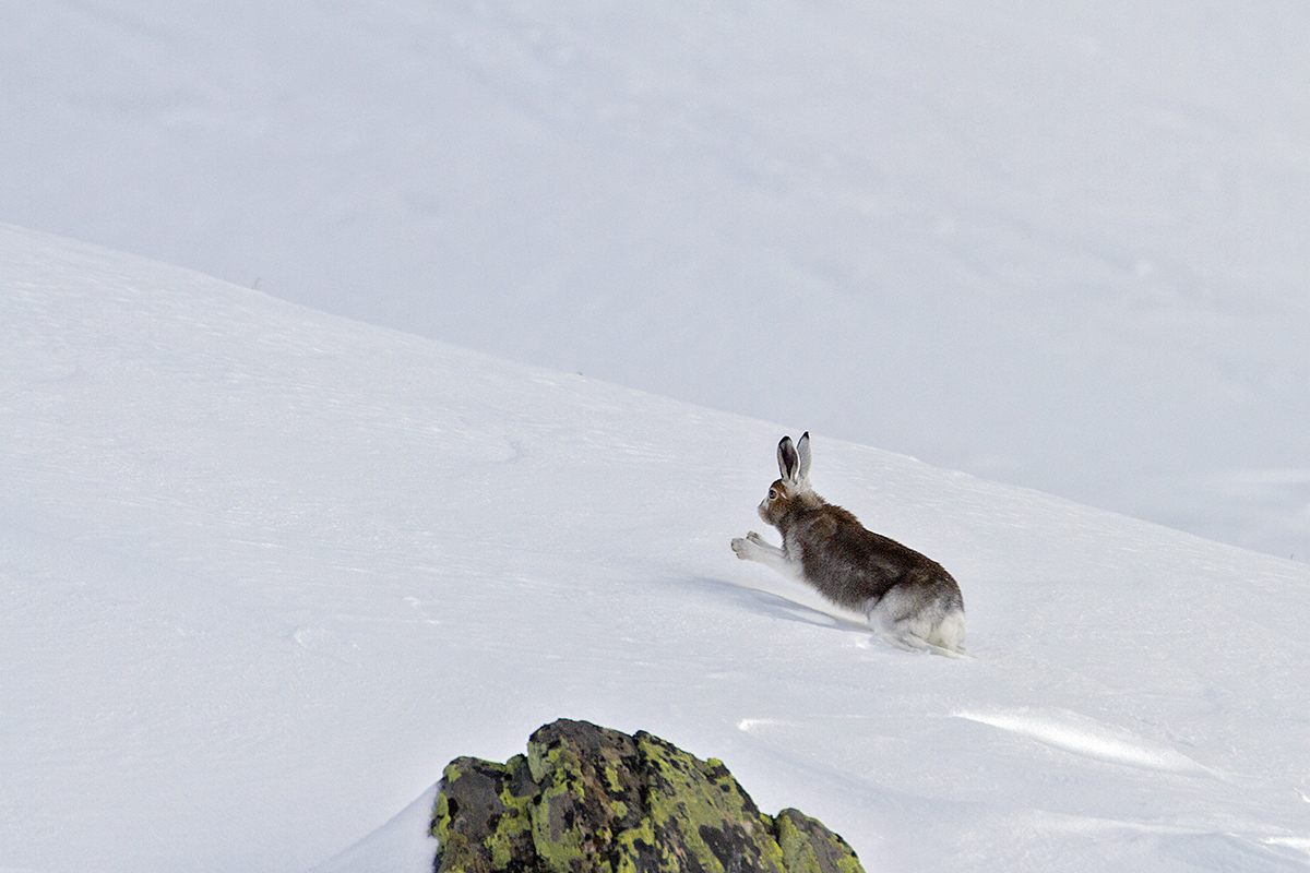 hare pns high Valcamonica