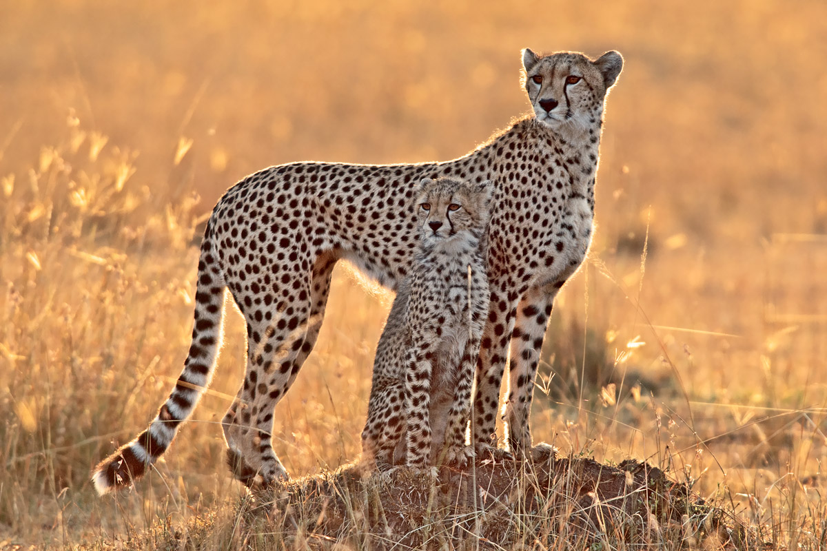 Sunrise with Cheetah