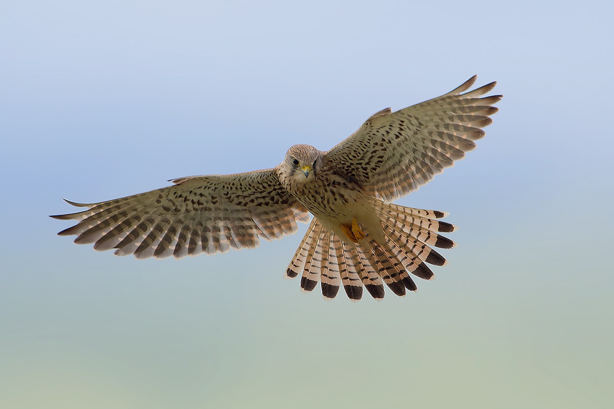 Spirit in the sky # 2