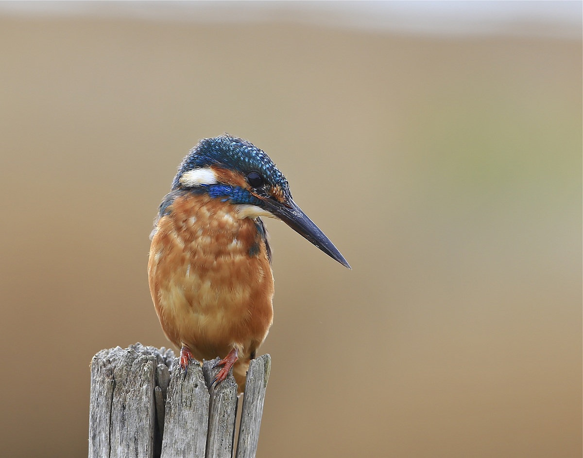 primo martino con 6d