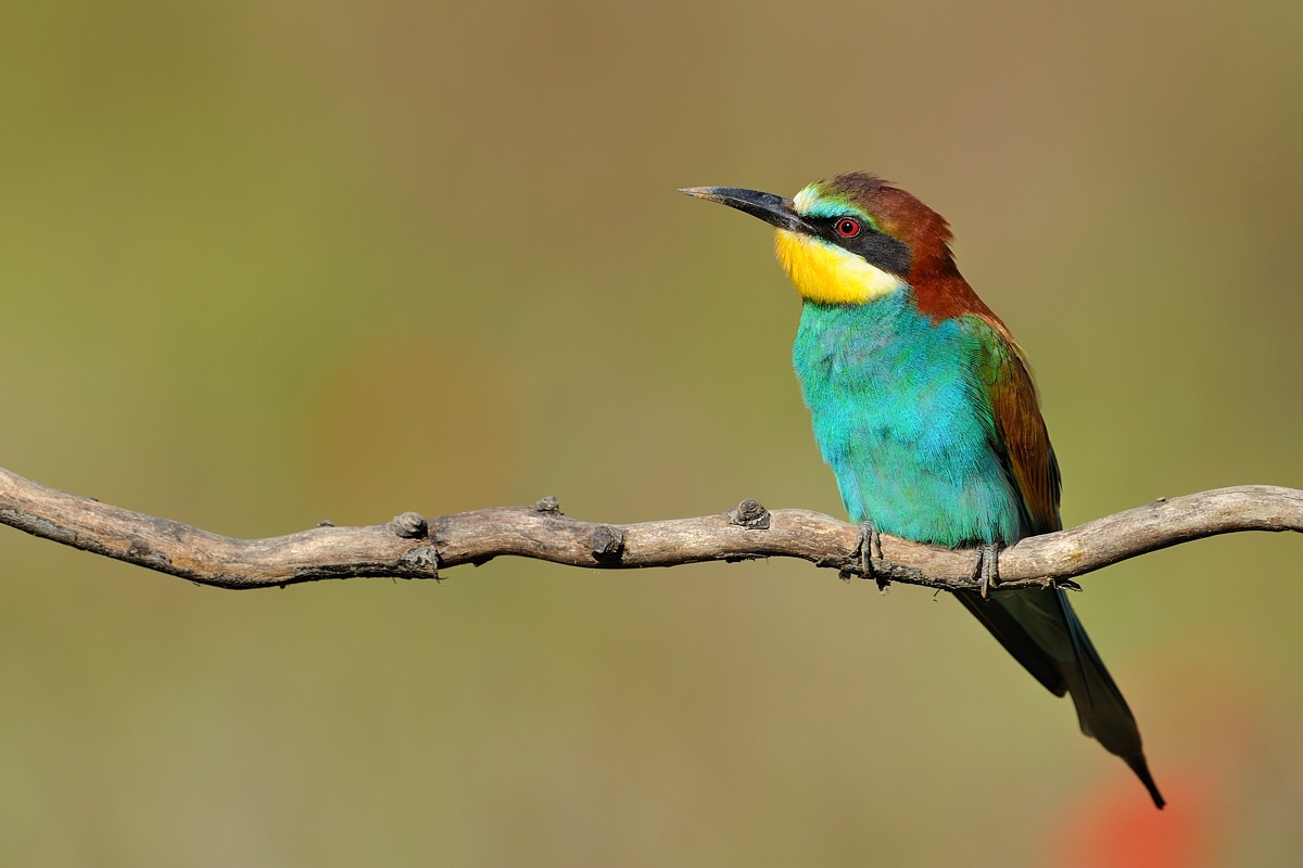 Bee-eater