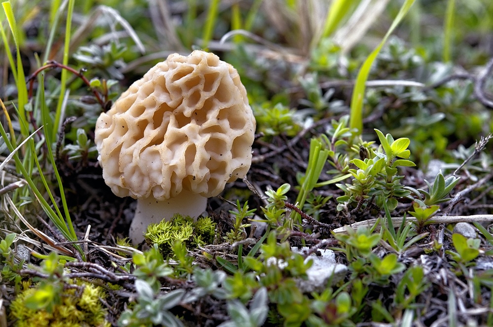 morchella