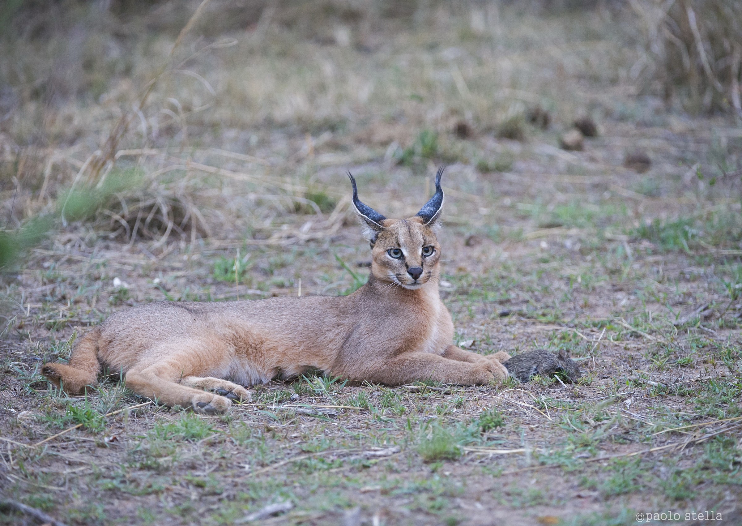 the puppy and the prey