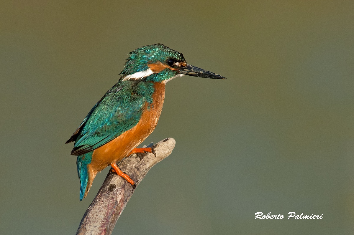 Kingfisher