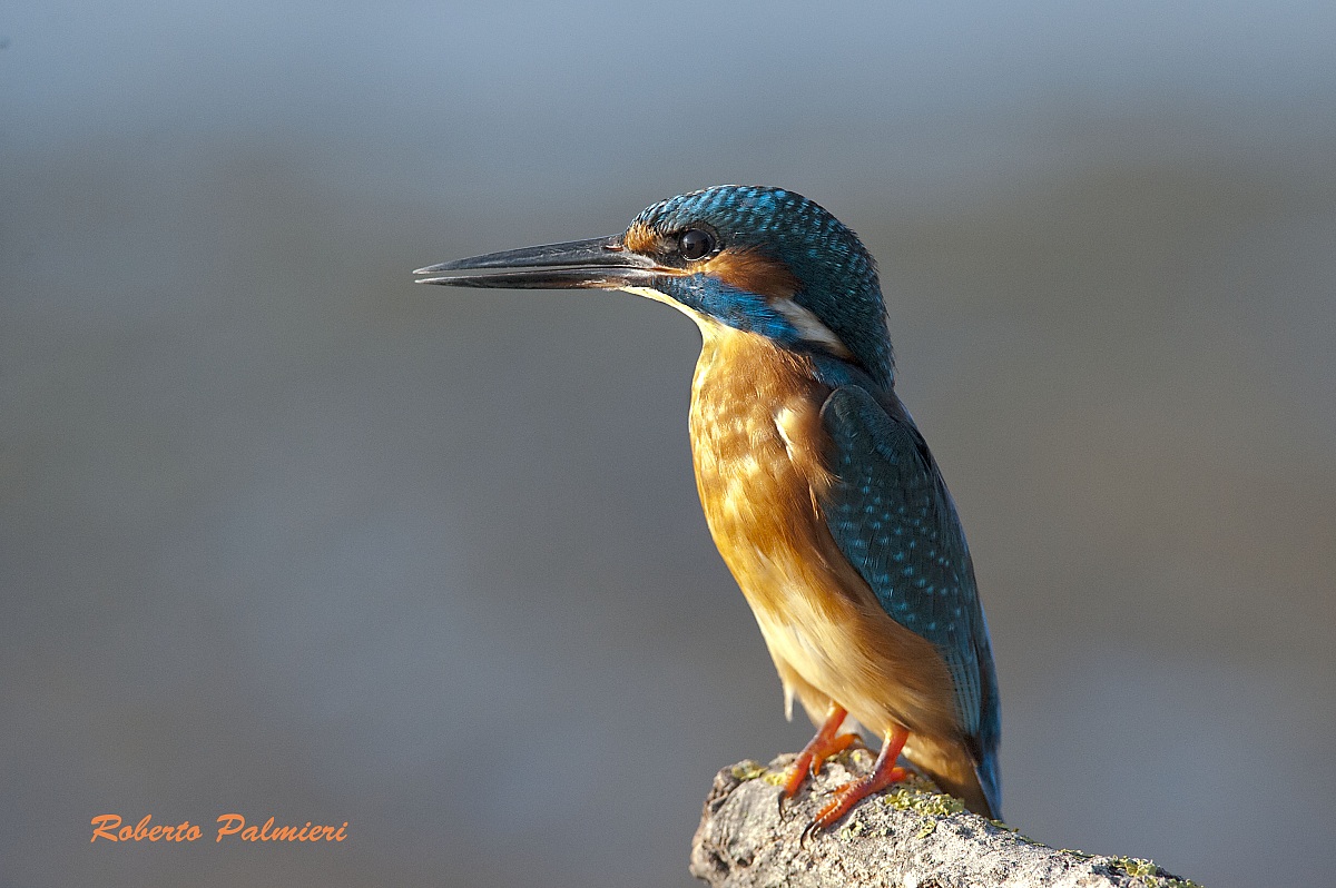 Kingfisher