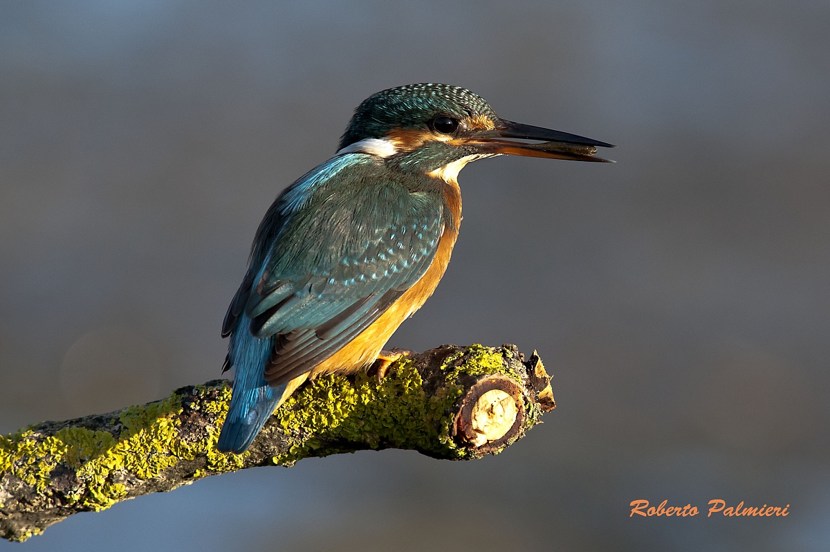 Kingfisher