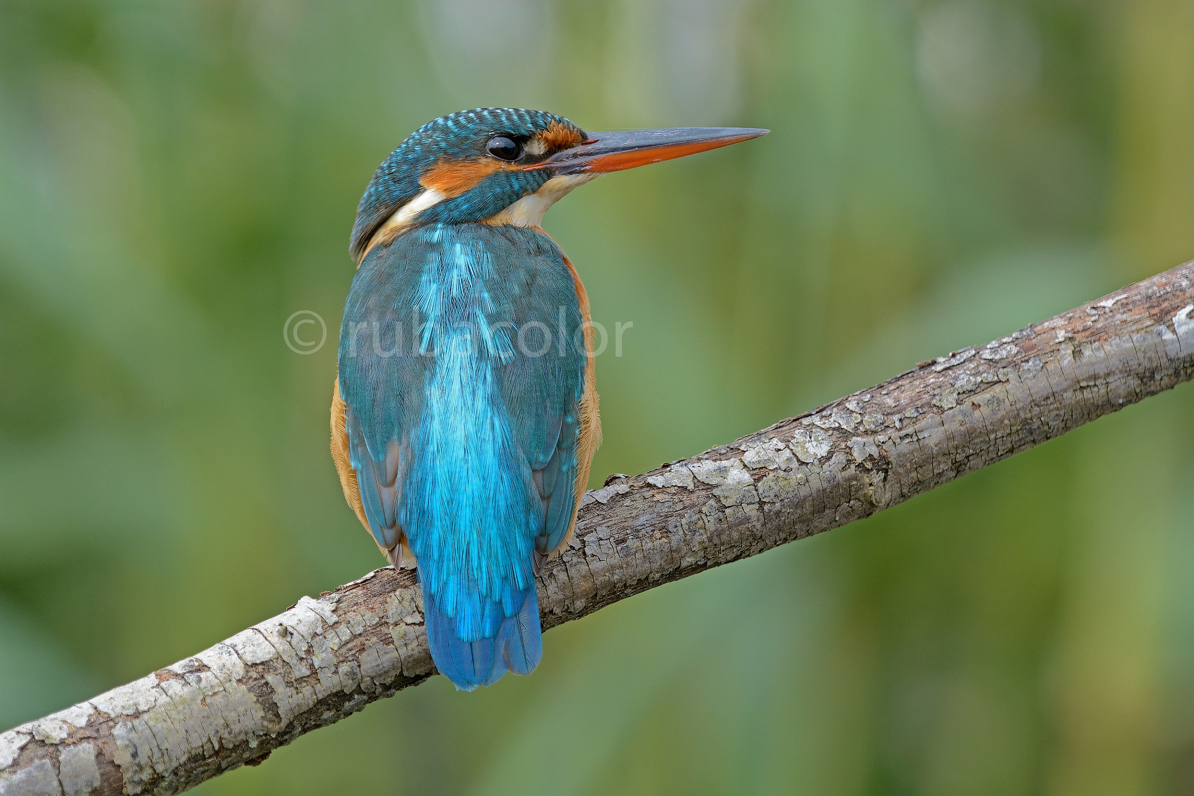 Vi presento ''sandra''