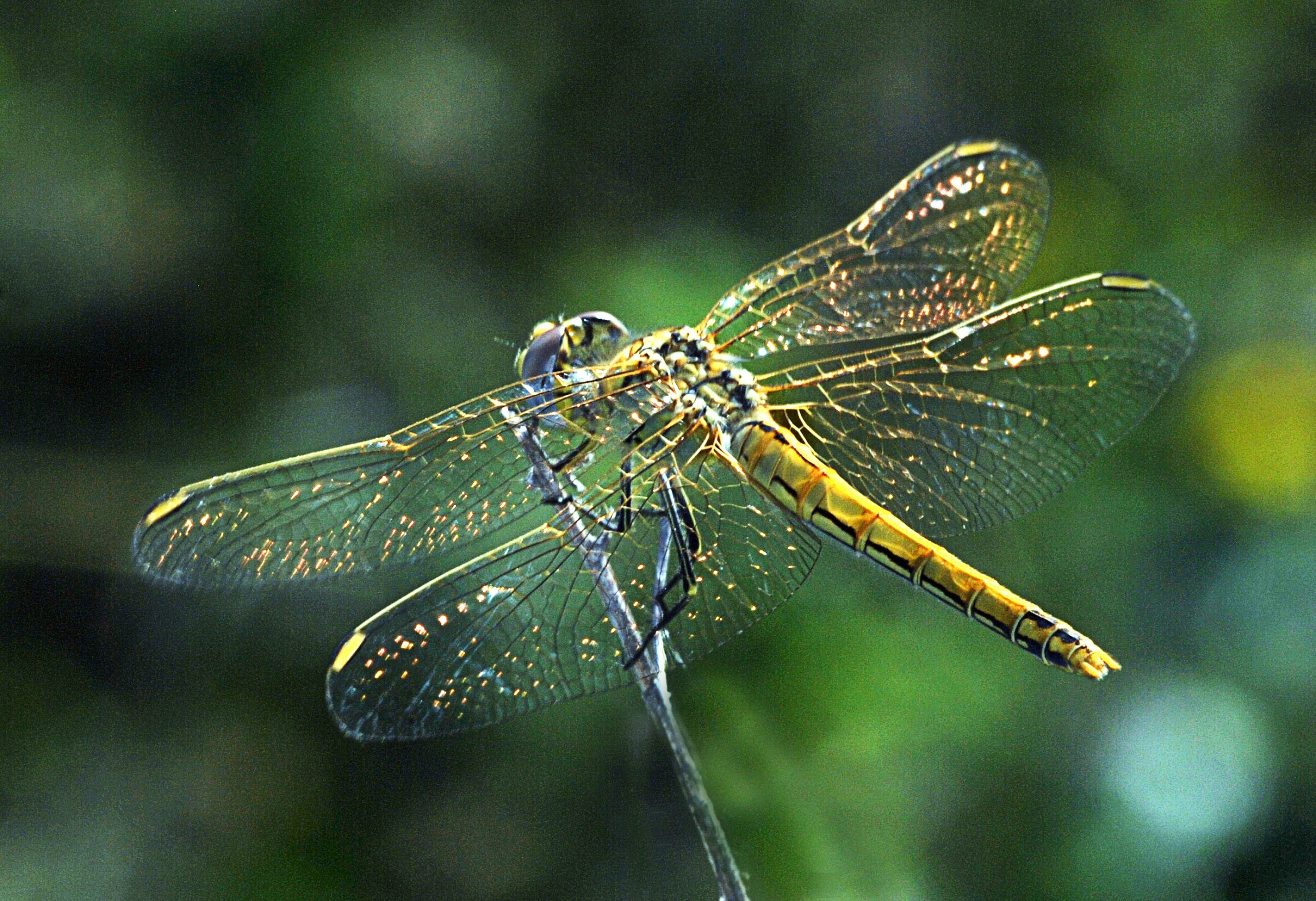 libellula2