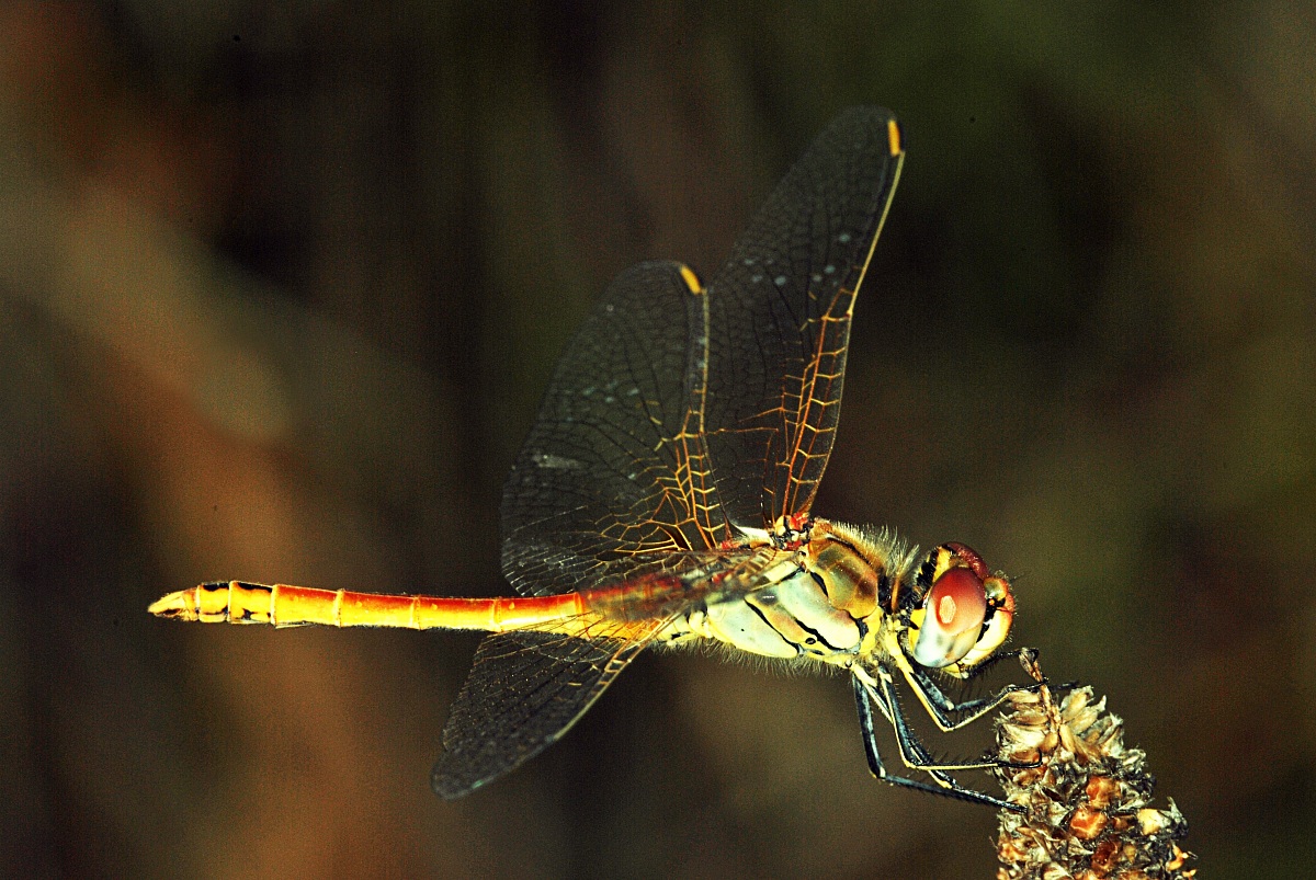 libellula3