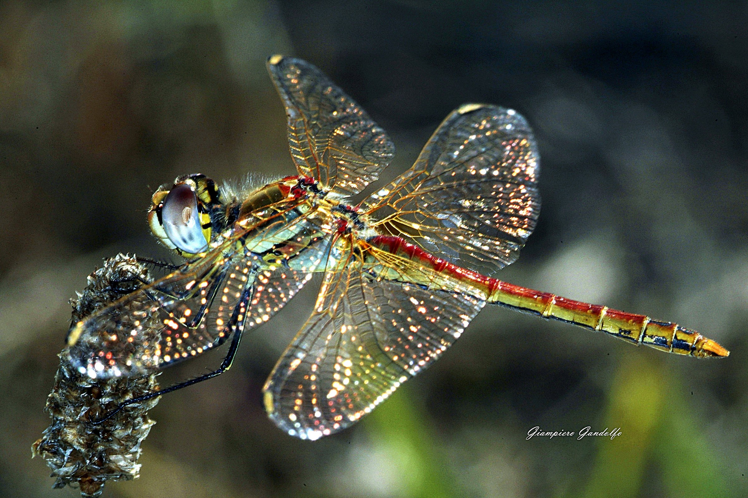 libellula5