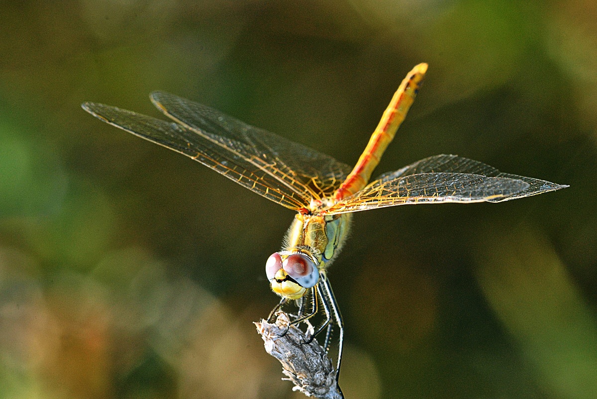 libellula6