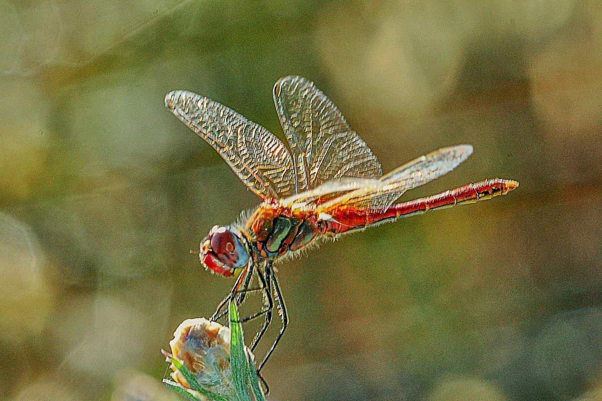 libellula9