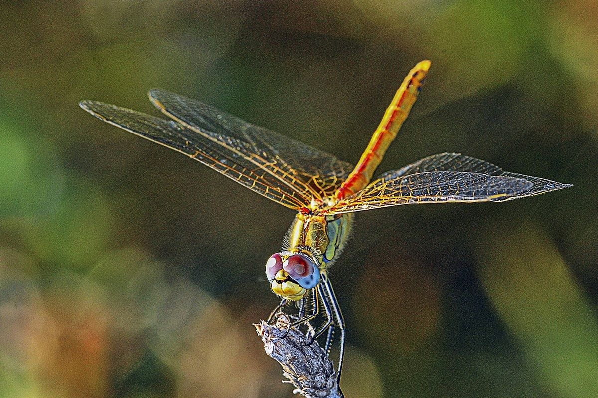 libellula10