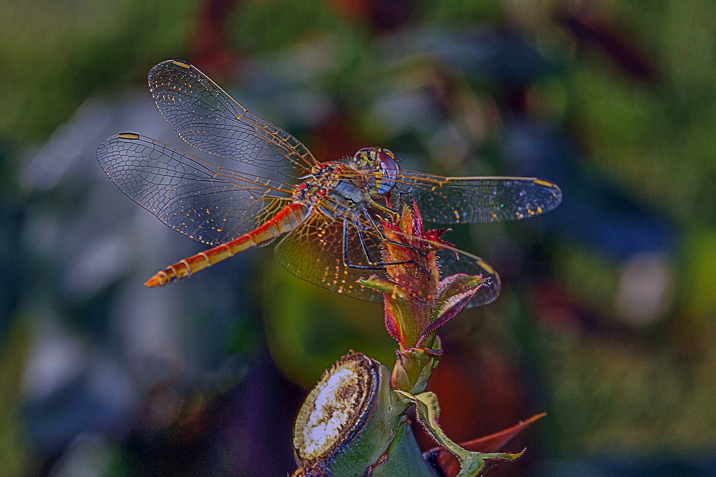 libellula12