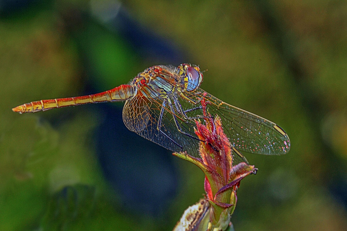 libellula13