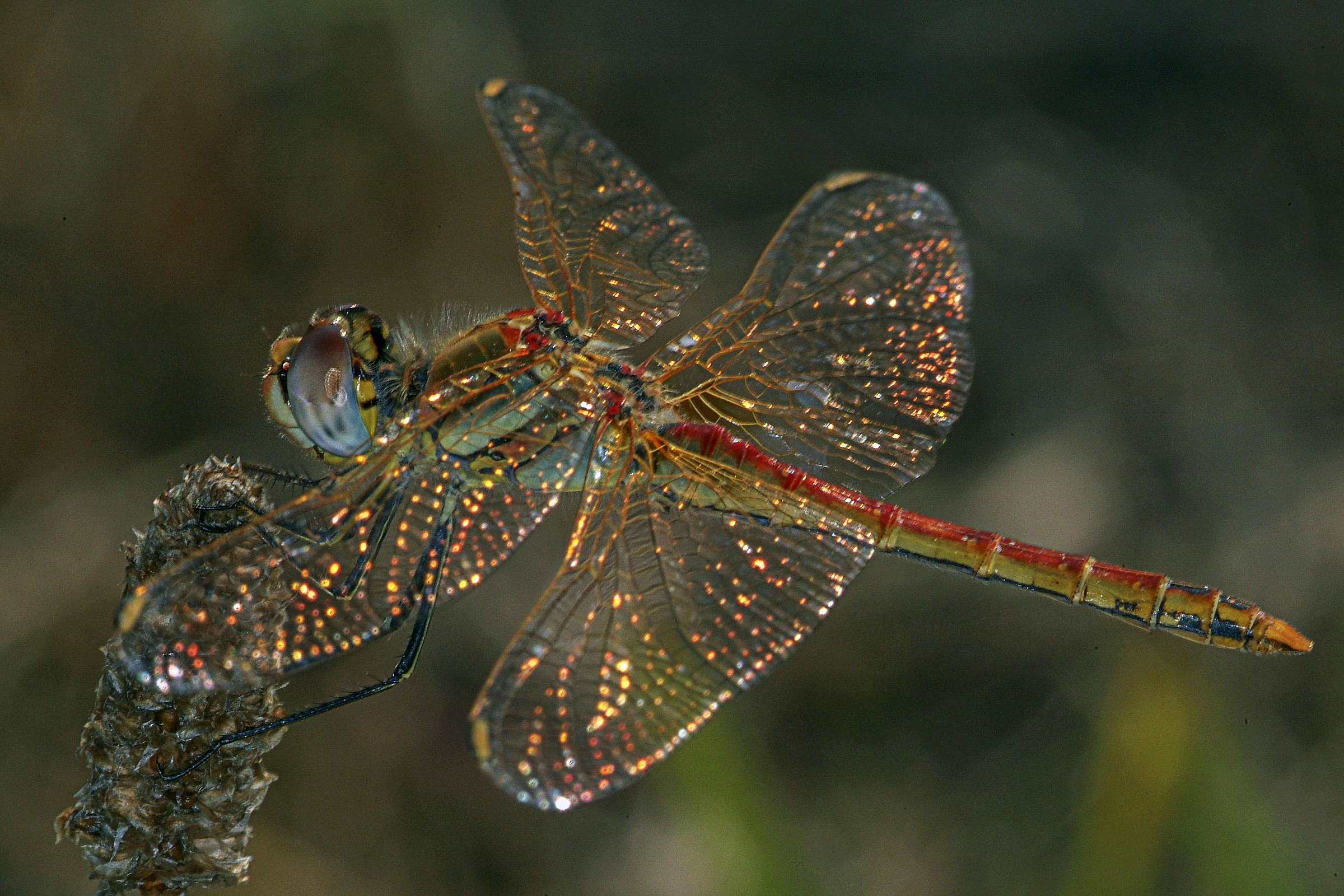 libellula16