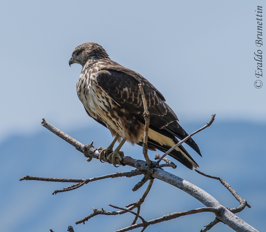 Poiana (Buteo buteo)