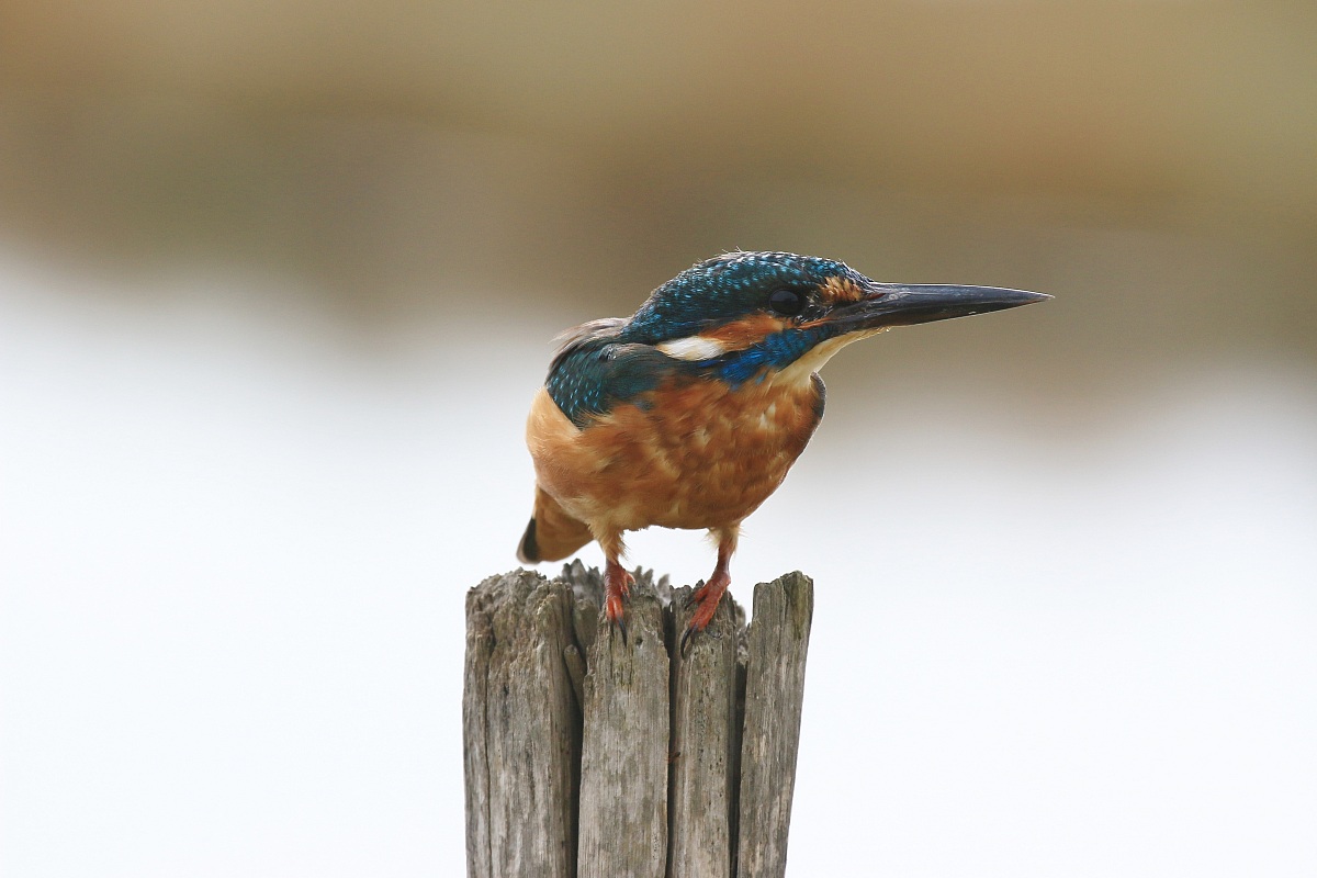 Canon 70D Martino on the bet.