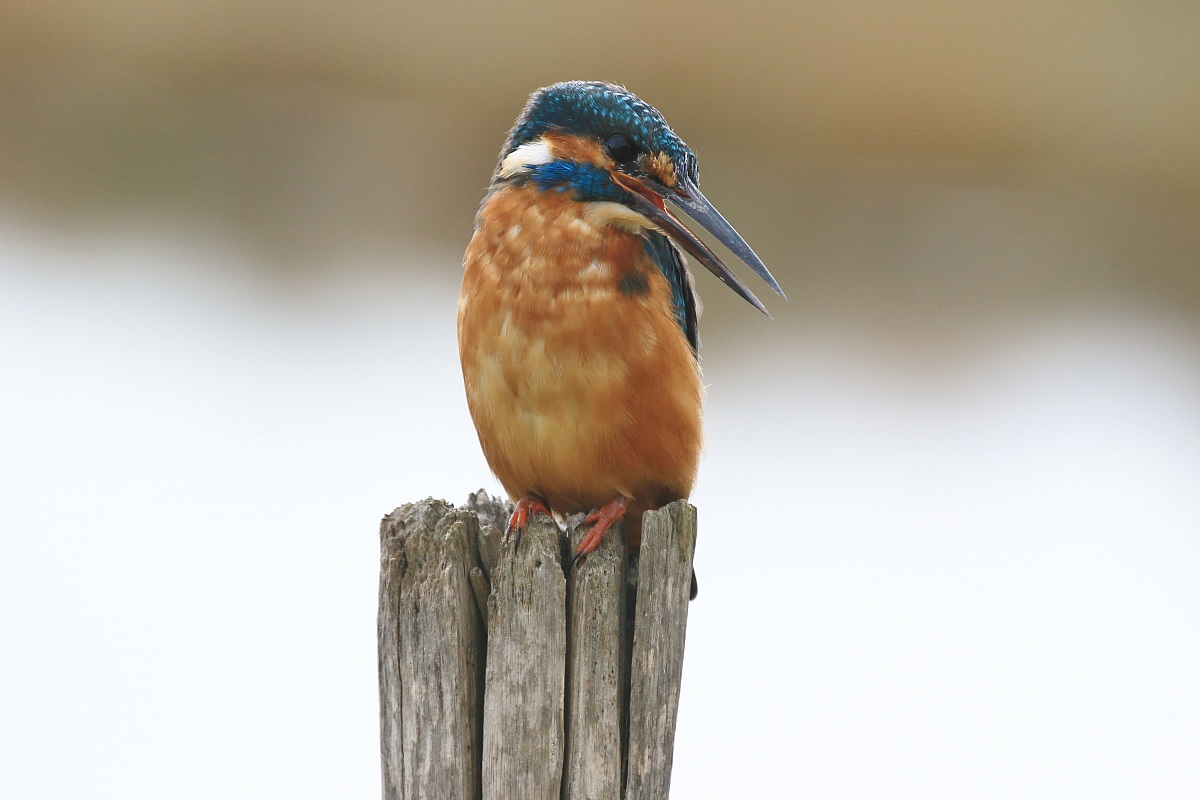 Canon 70D Martin with his mouth open
