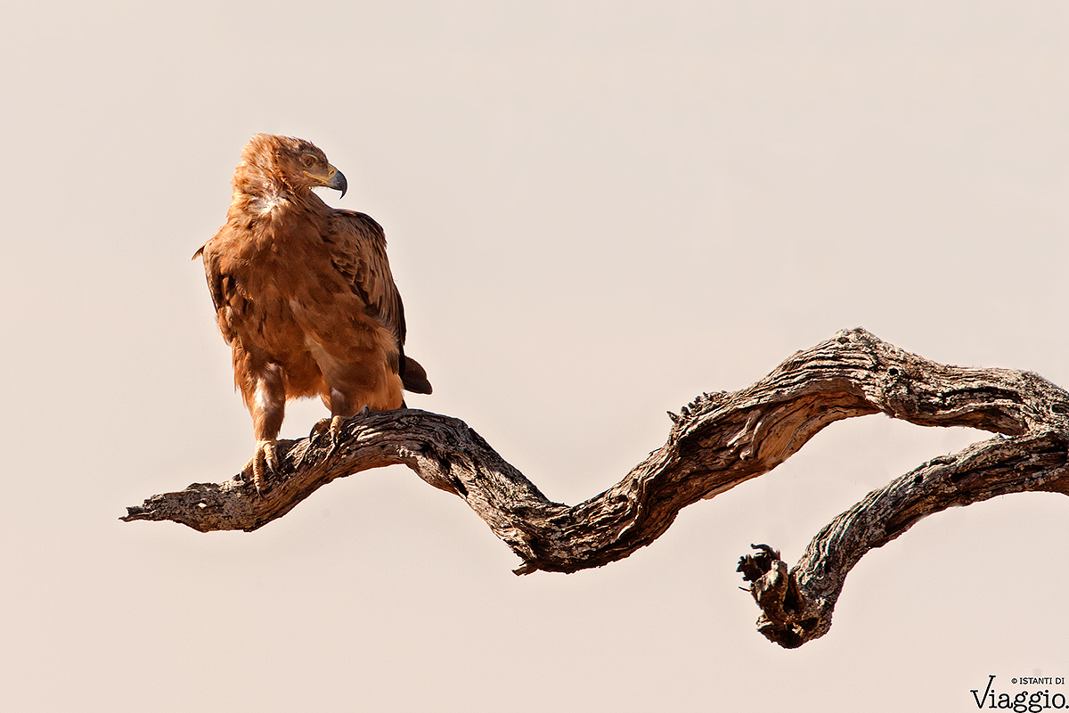 Aquila Rapace (Tawny Eagle)