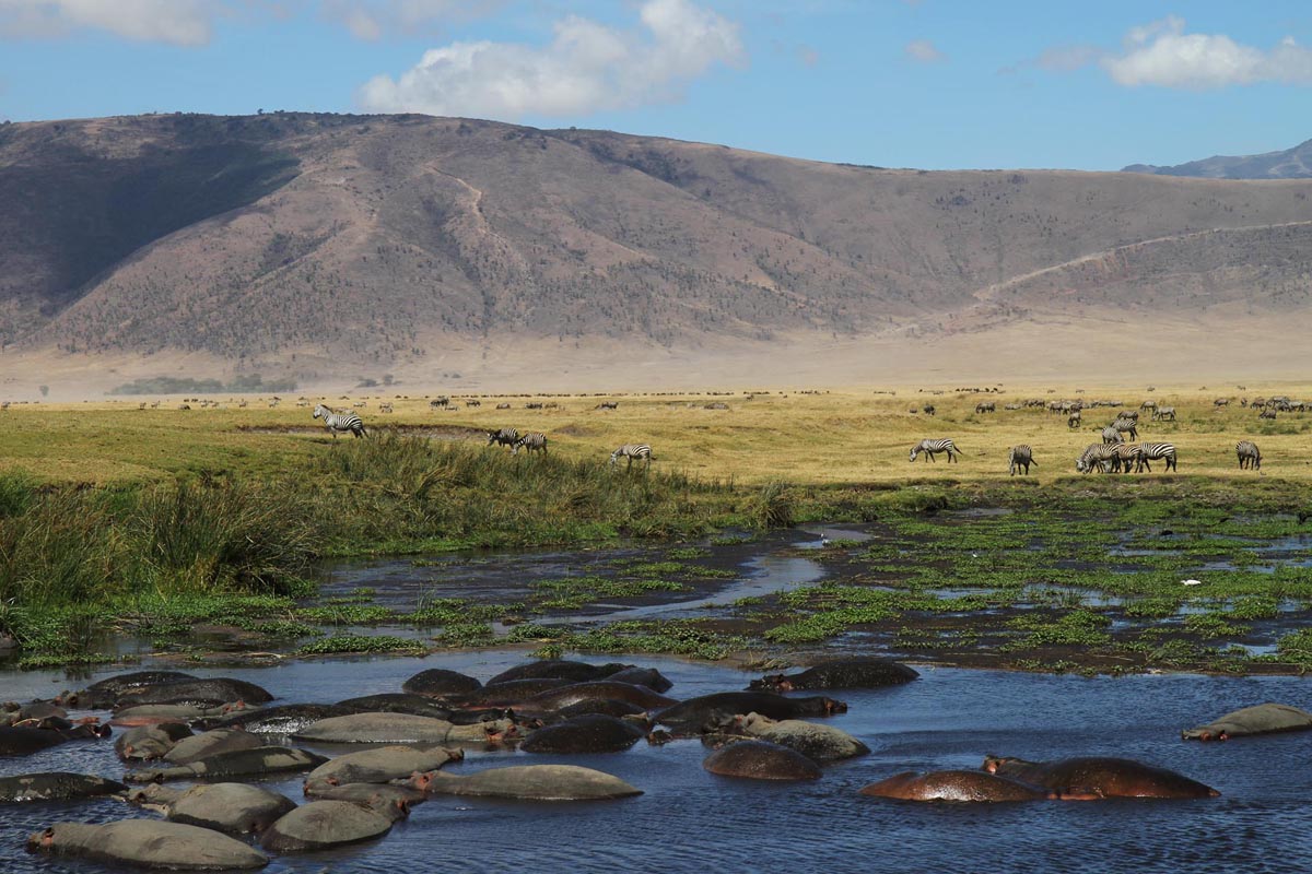 La pozza degli ippopotami a novembre nel Ngorongoro