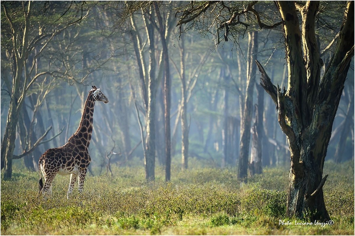 Giraffa di Lake Nakuru