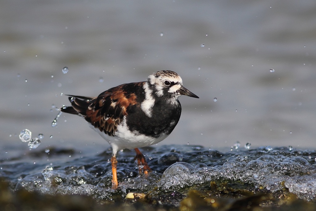 Ruddy Turnstone at the Brouwersdam