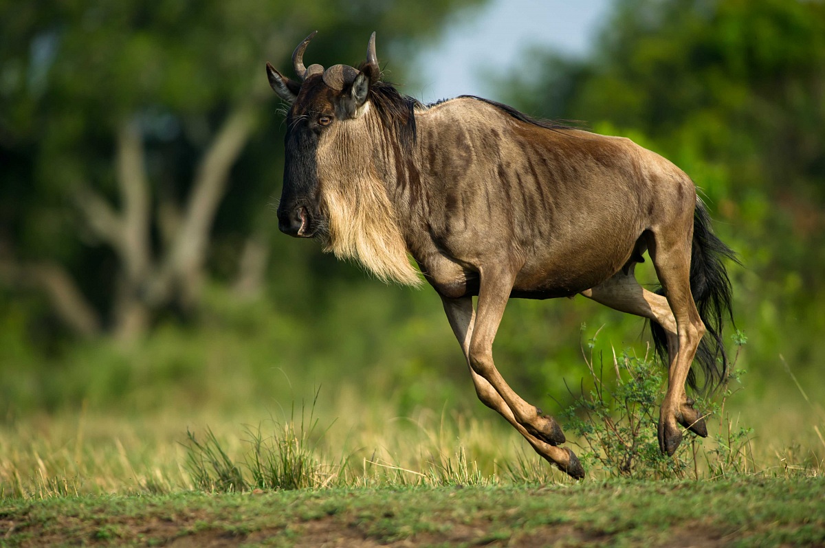Race to the crossing