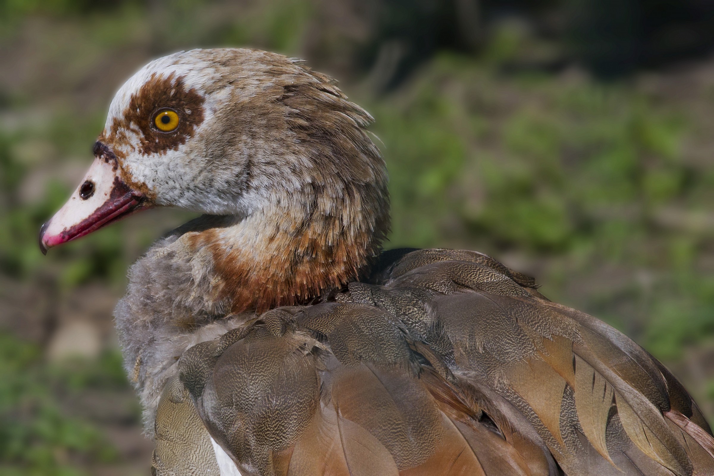 Ritratto di Oca egiziana