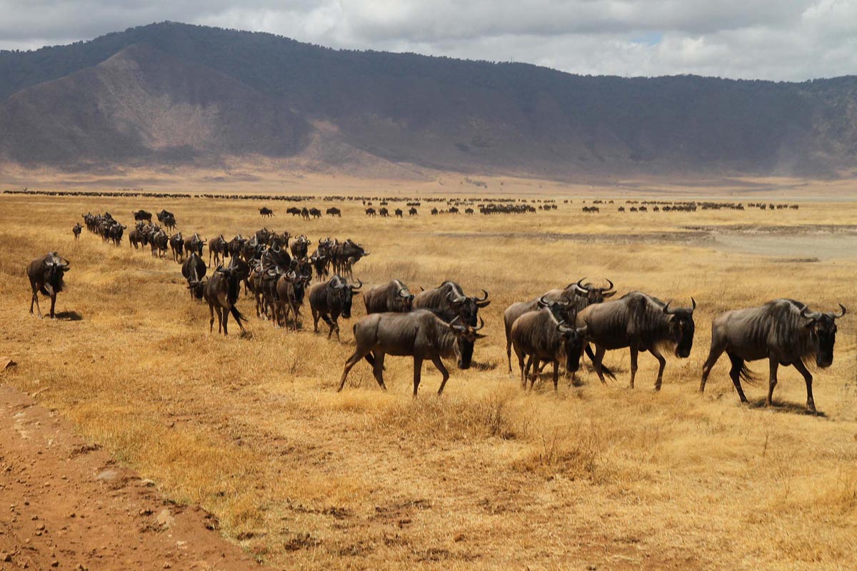 Gnù nel cratere Ngorongoro