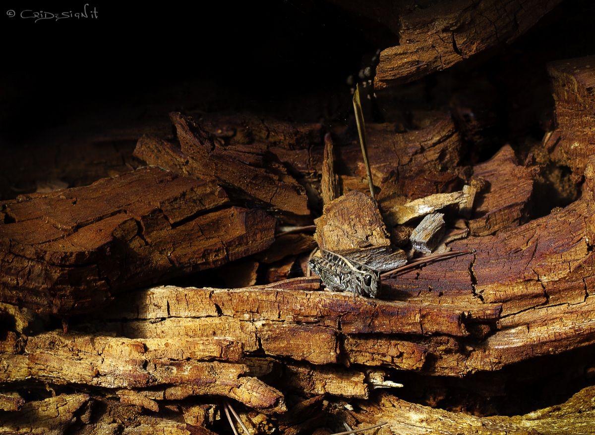 The grasshopper without a tripod