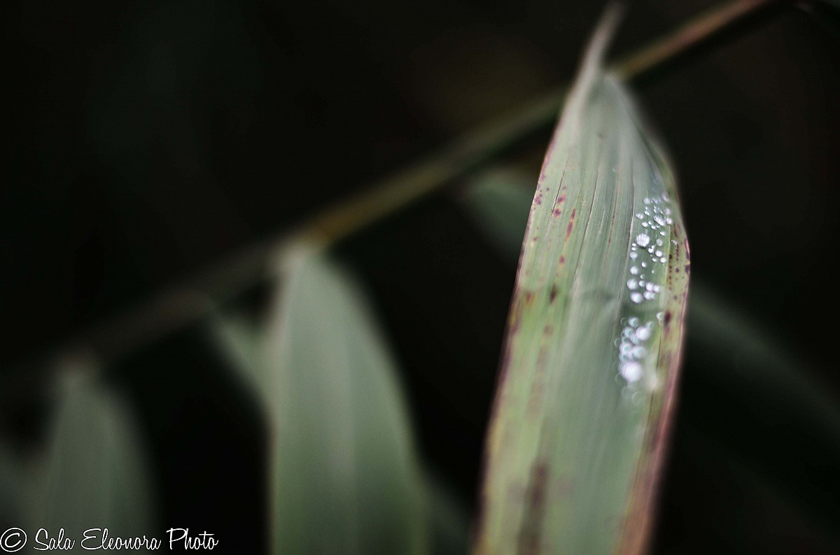 Drops of memory