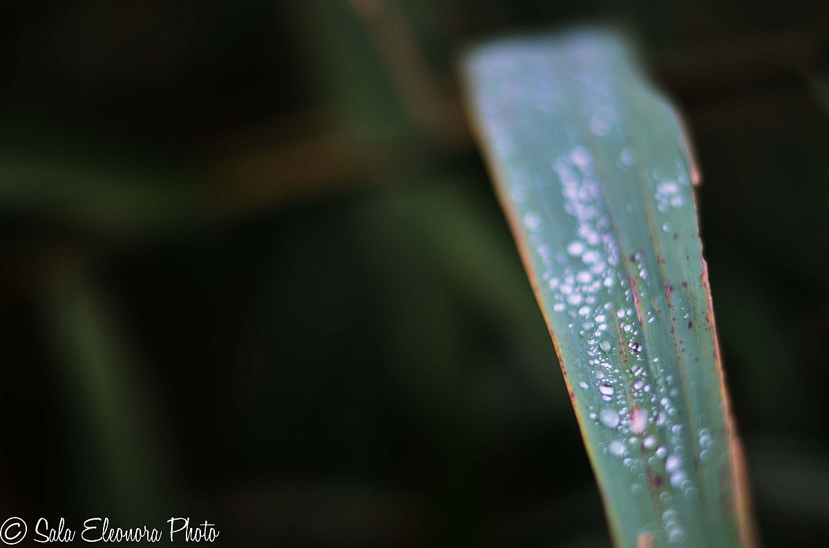 Drops of memory # 2